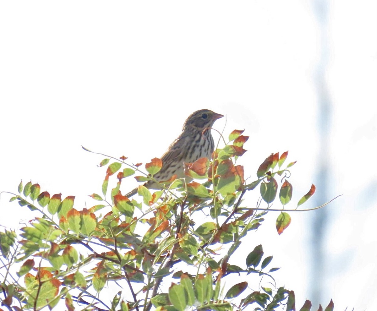Savannah Sparrow - ML642477708