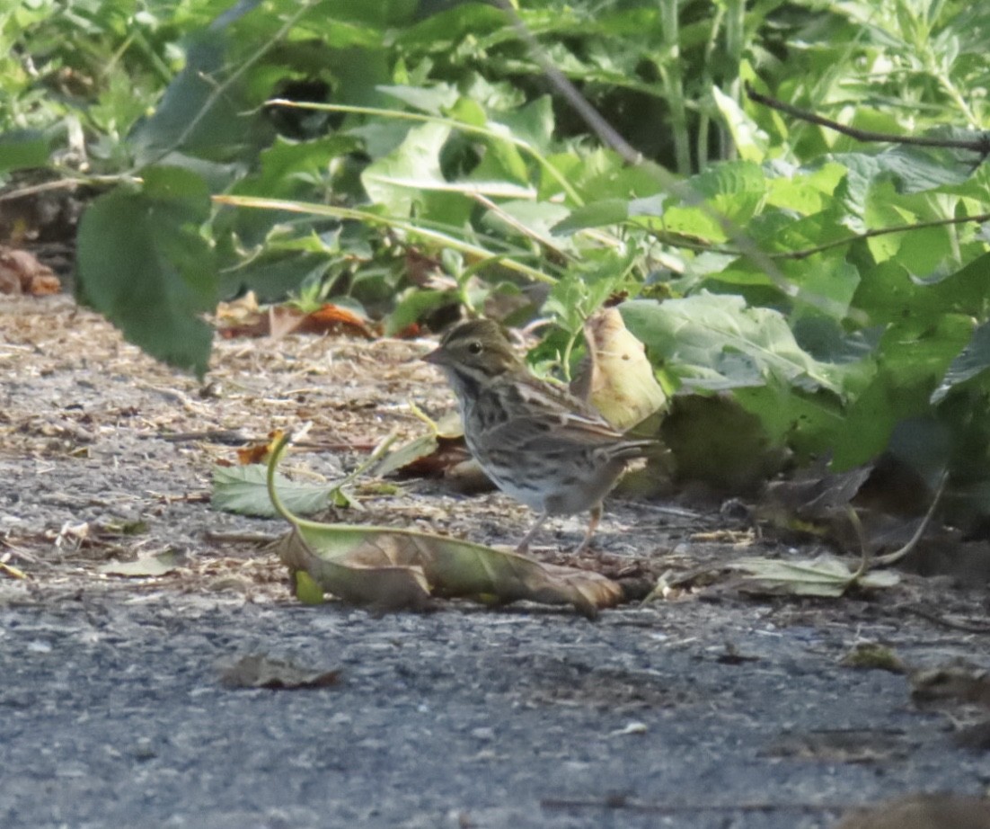 Savannah Sparrow - ML642477709