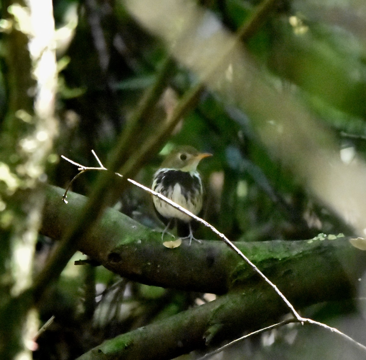 Southern Antpipit - ML642477711