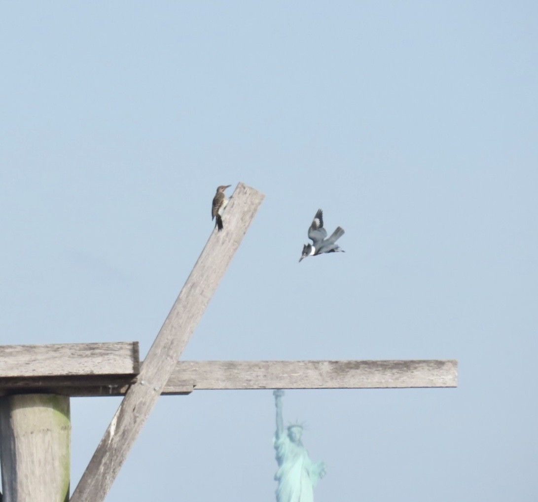 Northern Flicker - ML642477714