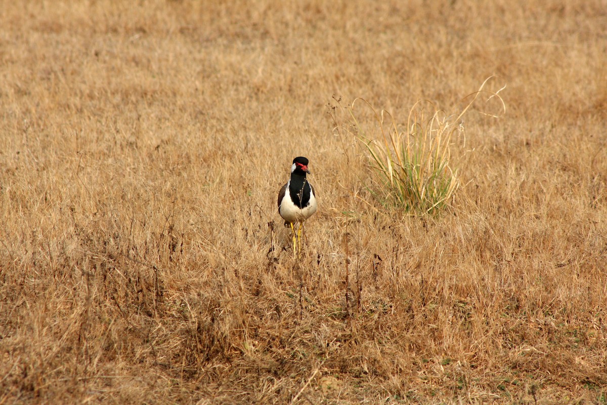 Avefría India - ML642477721