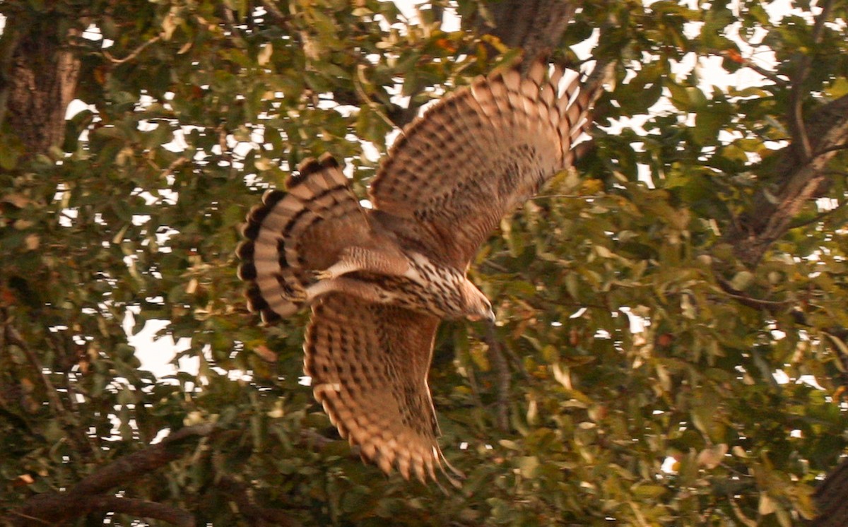 Águila Variable - ML642477746