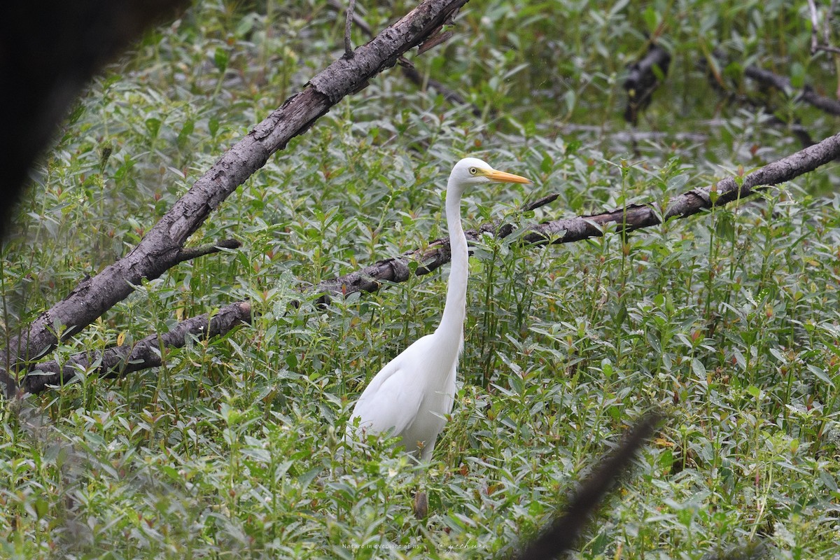 Medium Egret - ML642477762