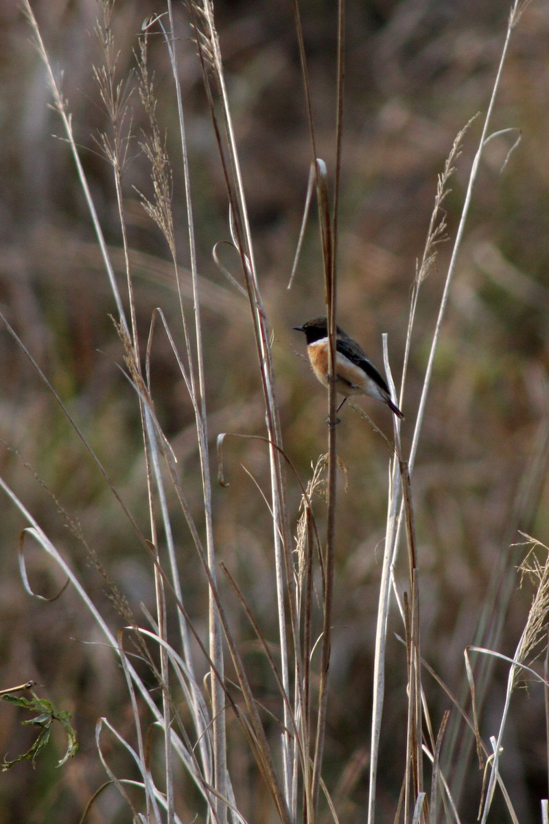 Tarabilla Siberiana - ML642477764