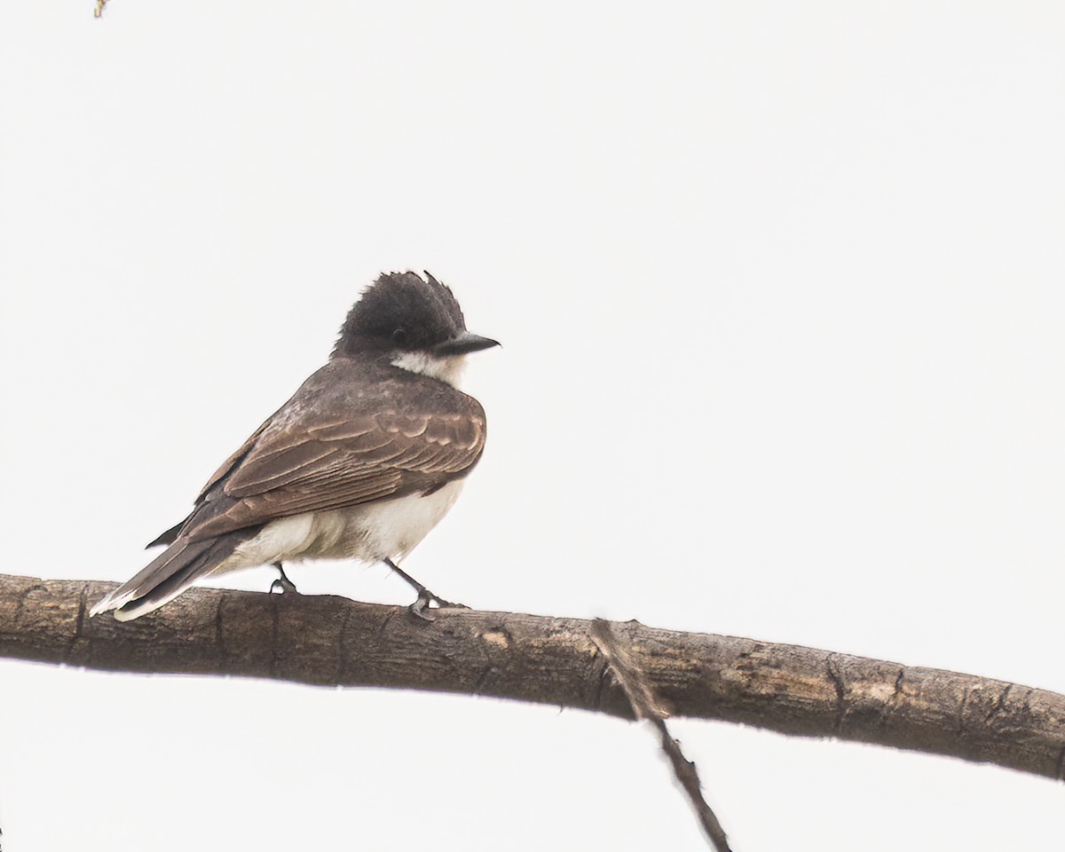 Eastern Kingbird - ML642477771