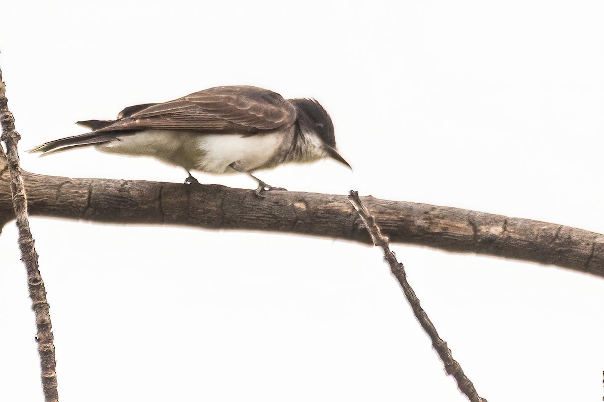 Eastern Kingbird - ML642477772