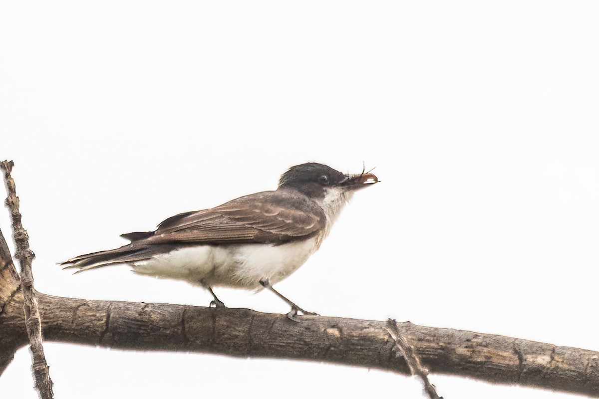 Eastern Kingbird - ML642477773