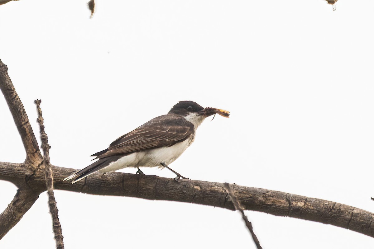 Eastern Kingbird - ML642477774