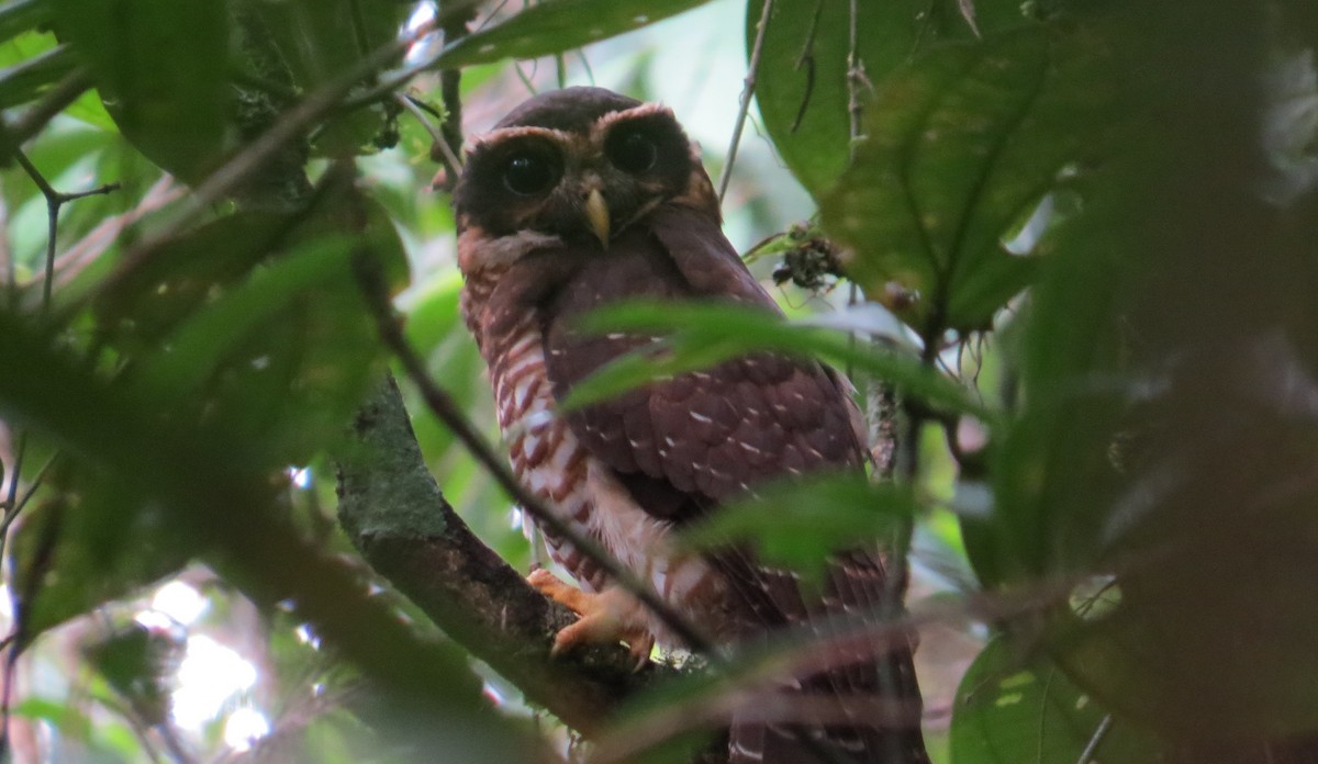 Band-bellied Owl - ML642477777
