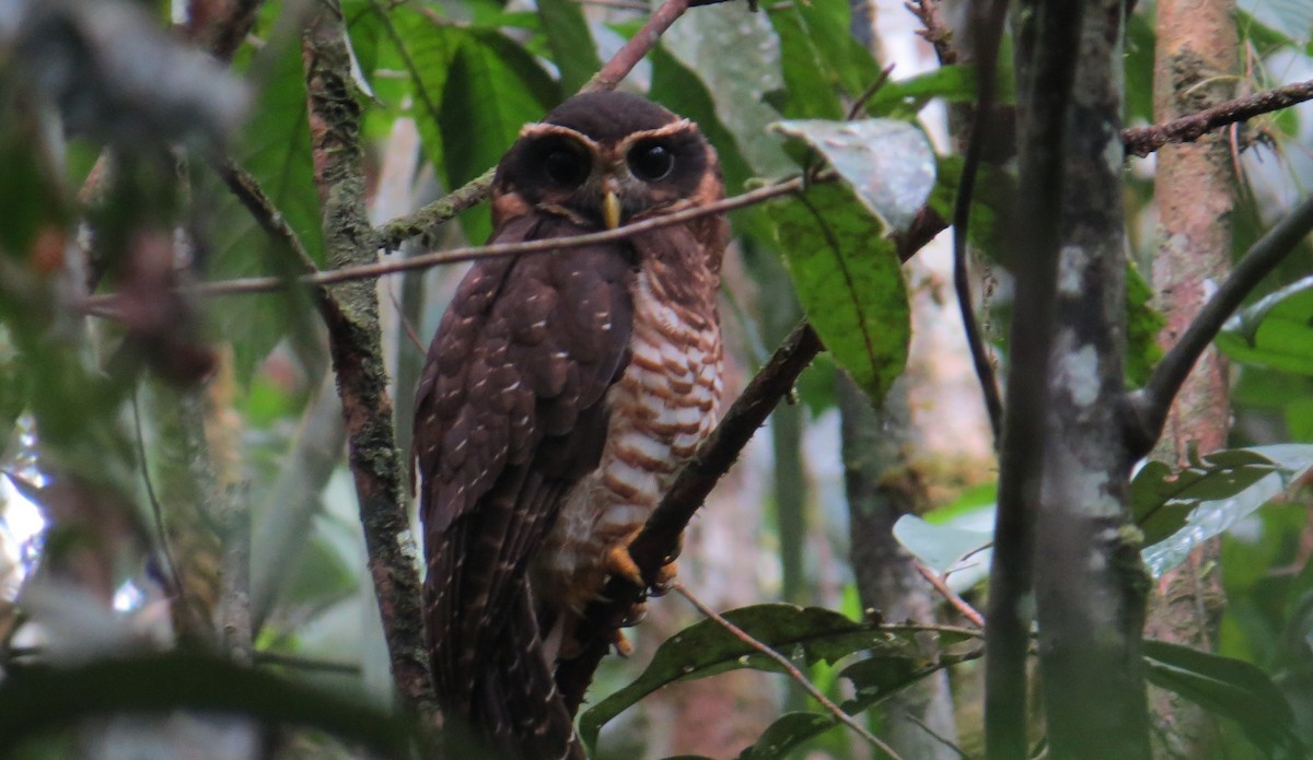 Band-bellied Owl - ML642477778