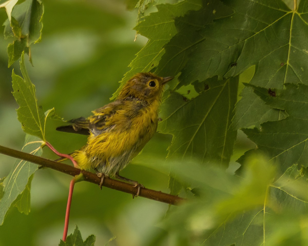 Yellow Warbler - ML642477780
