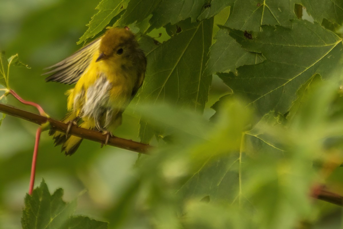 Yellow Warbler - ML642477781