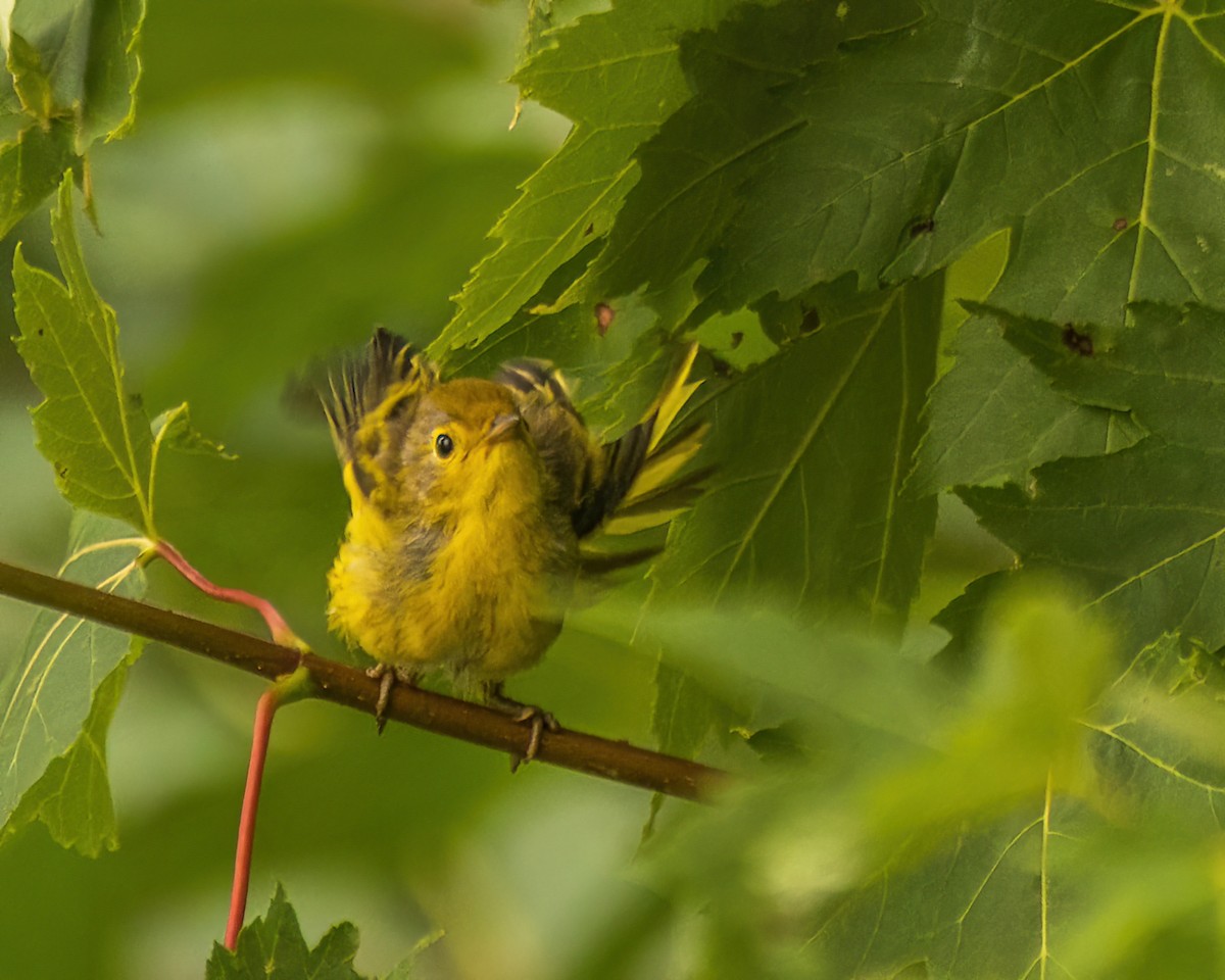 Yellow Warbler - ML642477782
