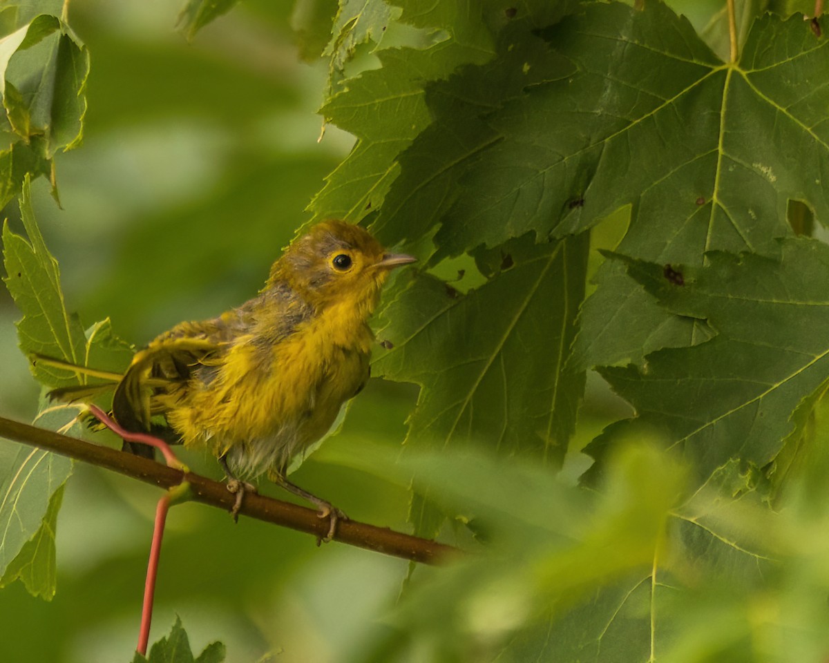 Yellow Warbler - ML642477783