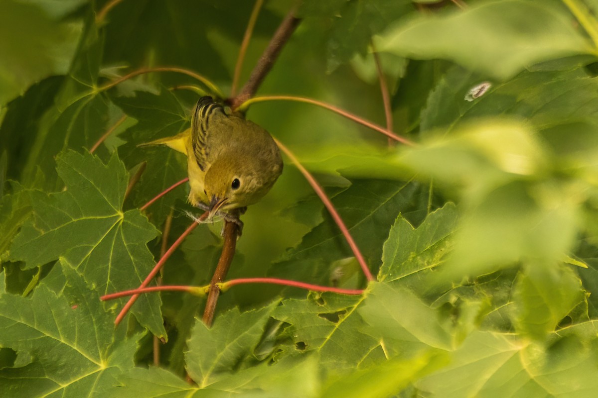 Yellow Warbler - ML642477784