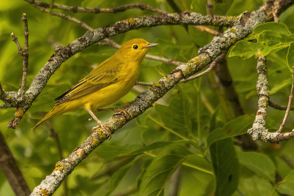 Yellow Warbler - ML642477785