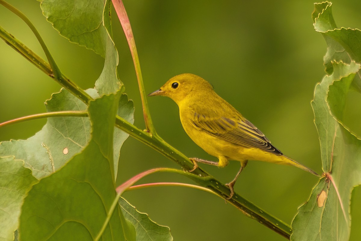 Yellow Warbler - ML642477787