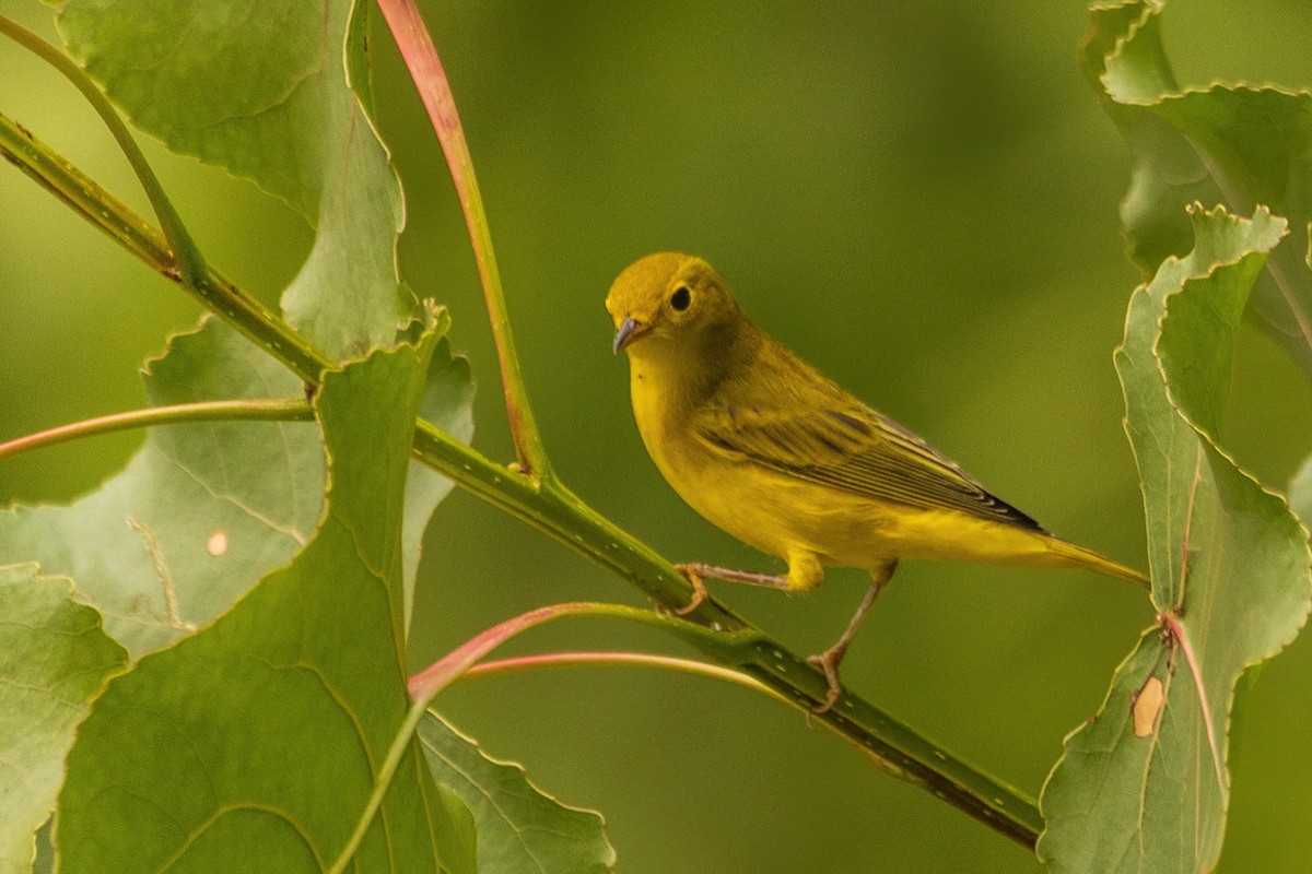 Yellow Warbler - ML642477788