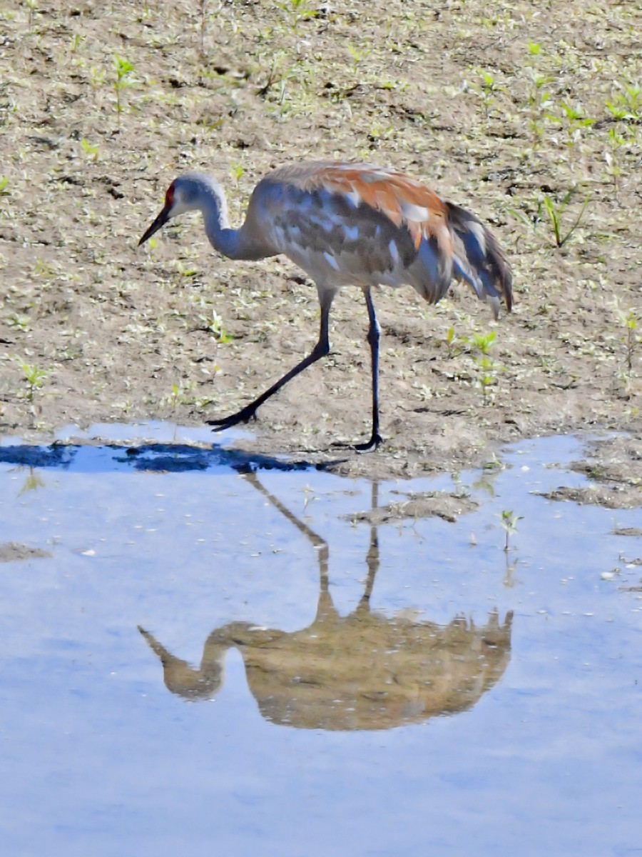 Sandhill Crane - ML642477792