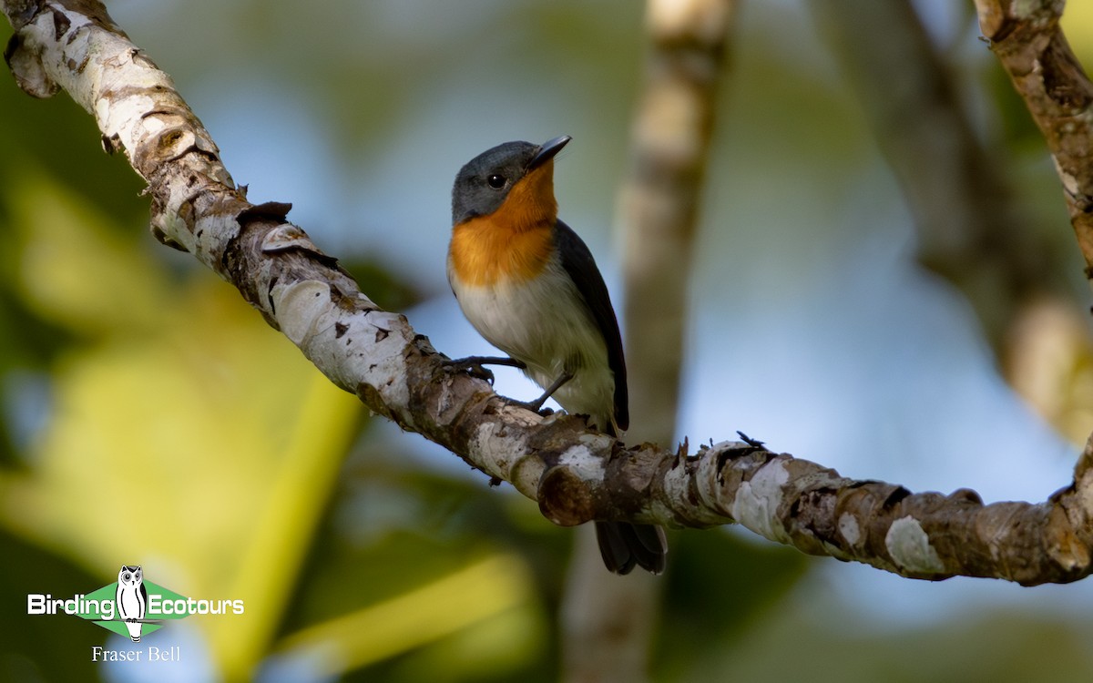 Samoan Flycatcher - ML642477807