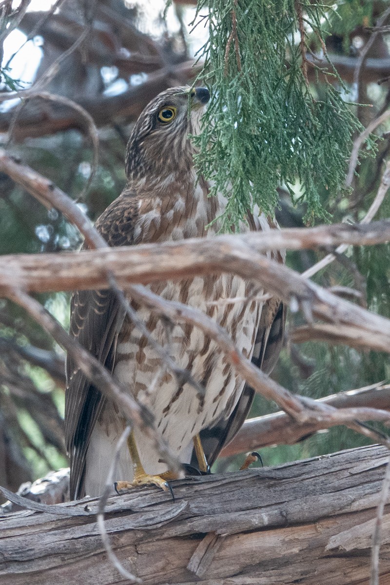 Sharp-shinned Hawk - ML642477816
