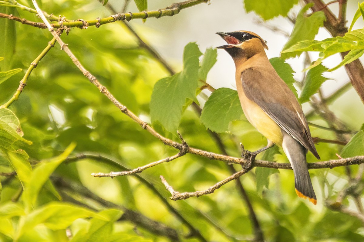 Cedar Waxwing - ML642477819
