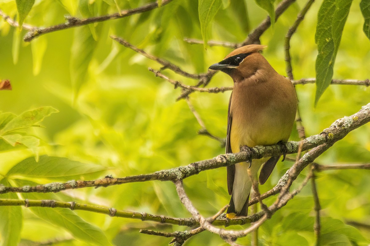 Cedar Waxwing - ML642477820