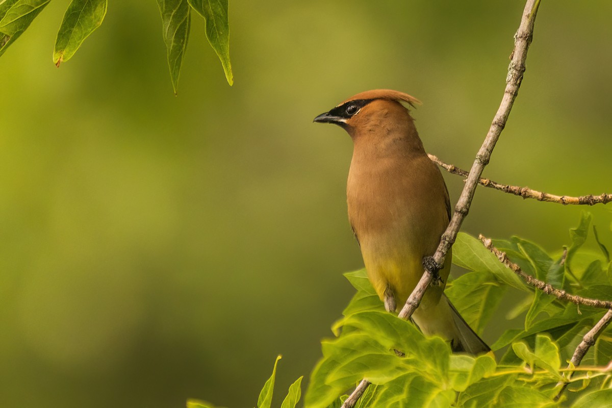Cedar Waxwing - ML642477821