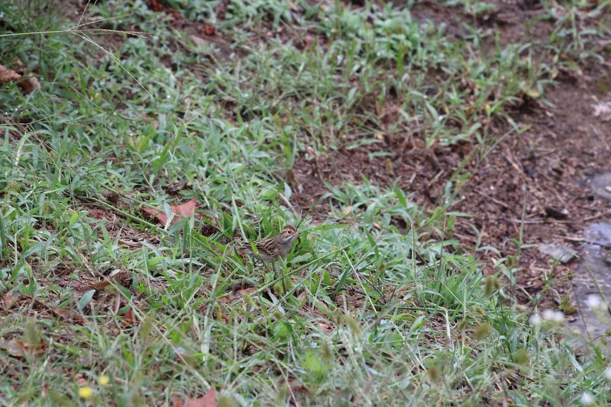 Clay-colored Sparrow - ML642477831