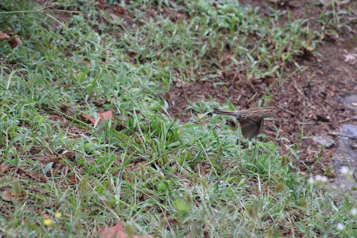 Clay-colored Sparrow - ML642477832
