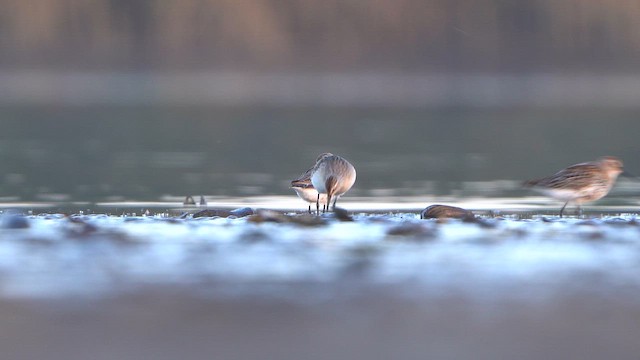 Curlew Sandpiper - ML642477837