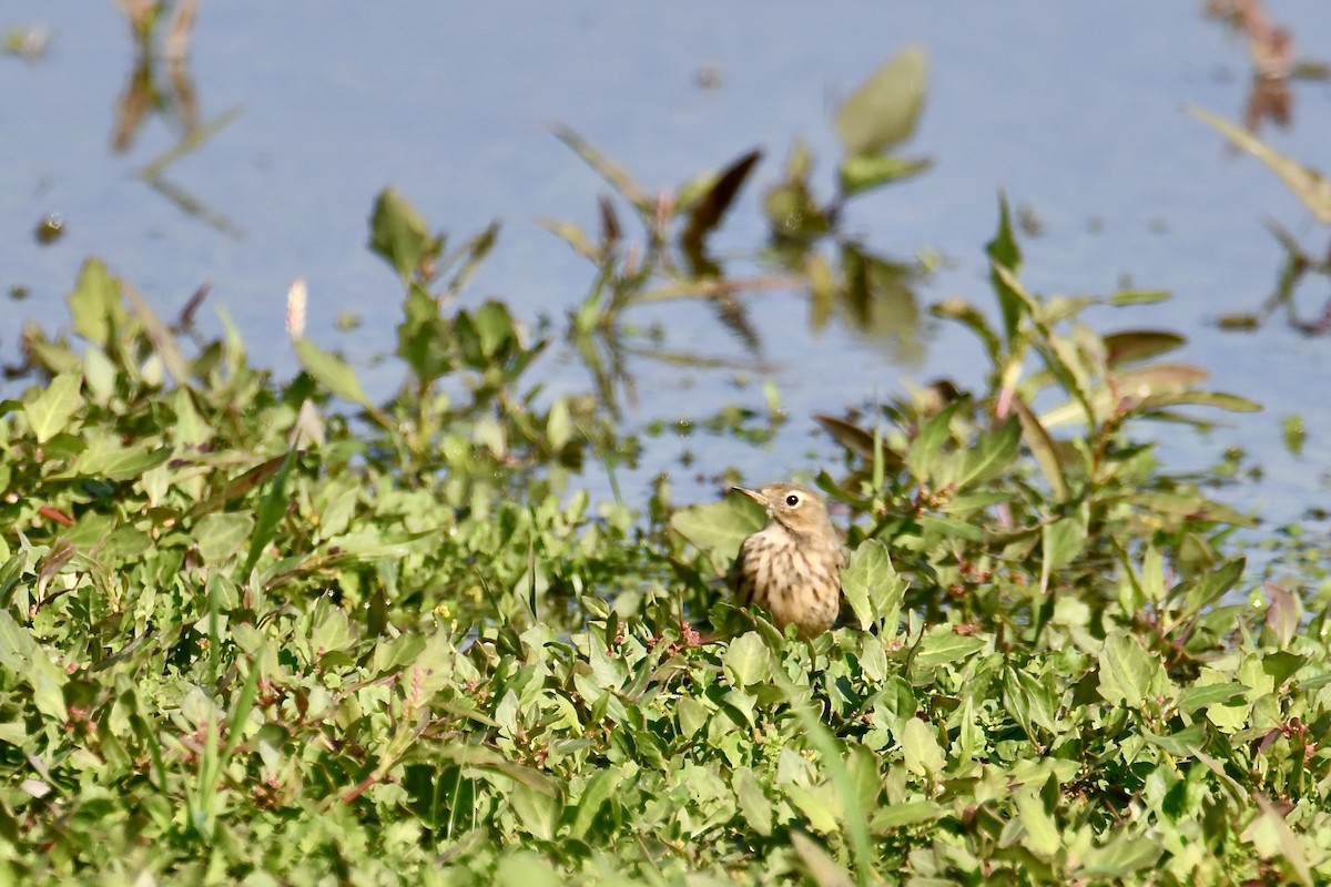American Pipit - ML642477838