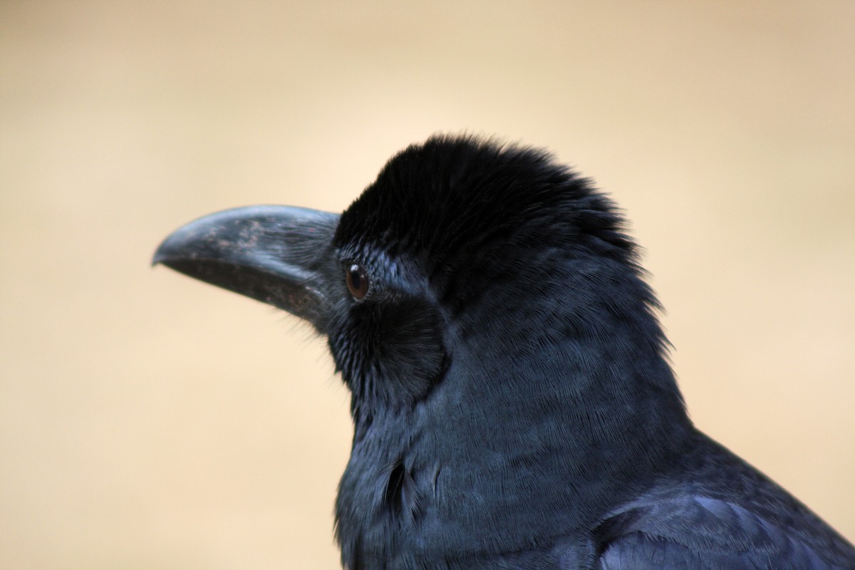Cuervo Picudo (culminatus) - ML642477856