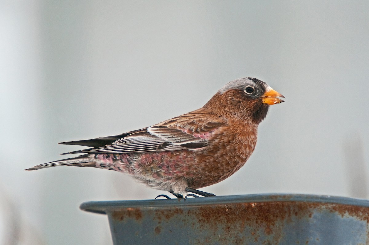 Gray-crowned Rosy-Finch - ML642477857