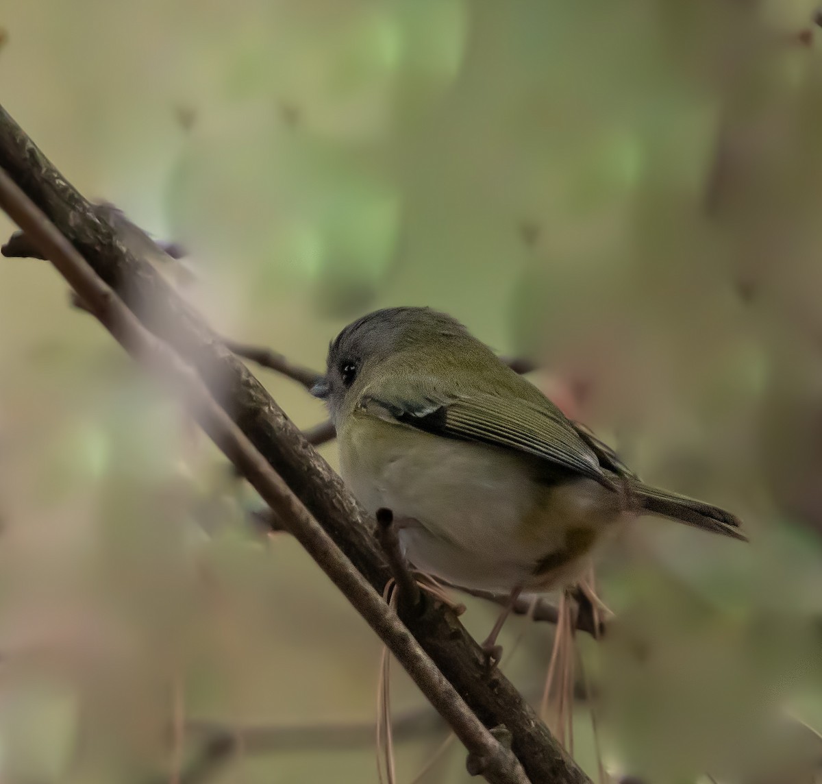 Green Shrike-Babbler - ML642477882