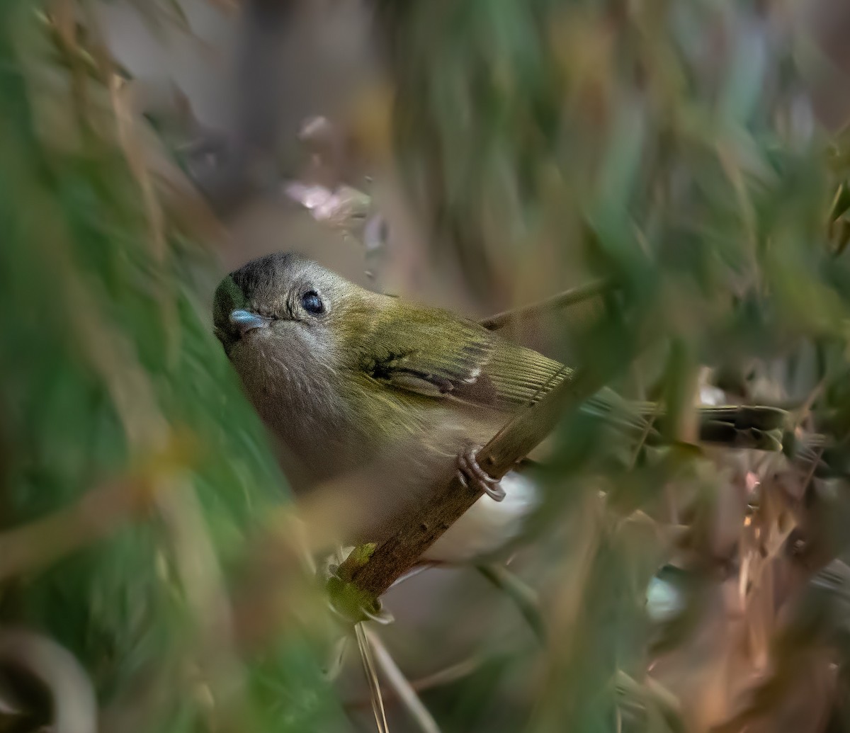 Green Shrike-Babbler - ML642477884