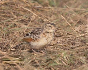 Flappet Lark - ML642477885