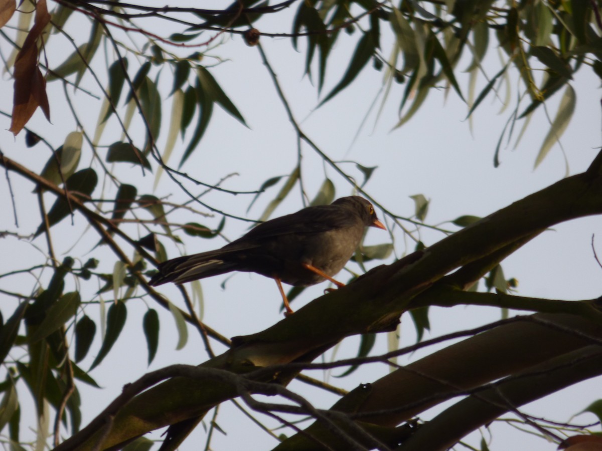 Great Thrush - ML642477919