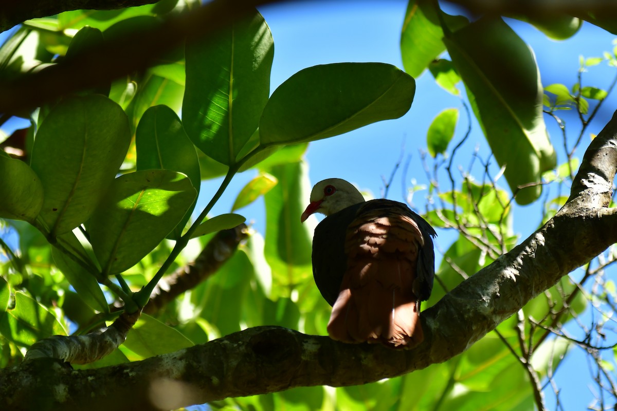 Pink Pigeon - ML642477933