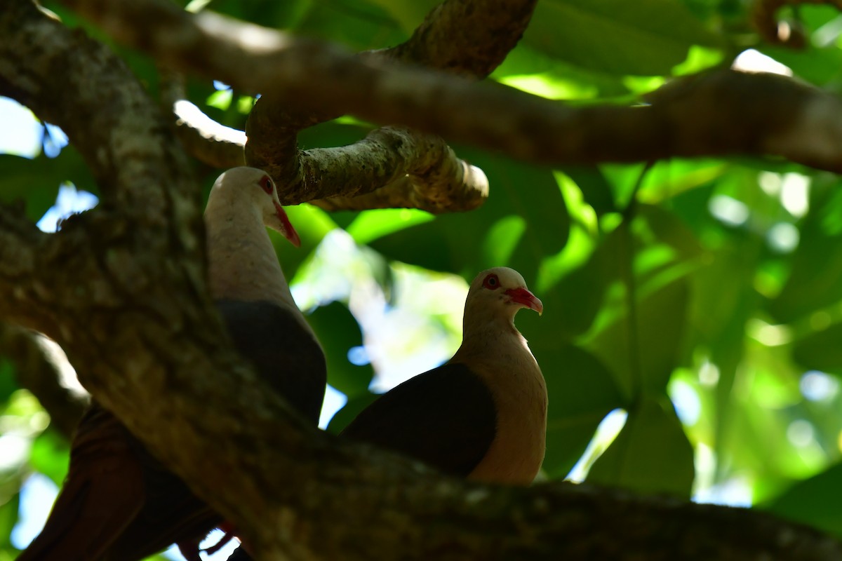 Pink Pigeon - ML642477934