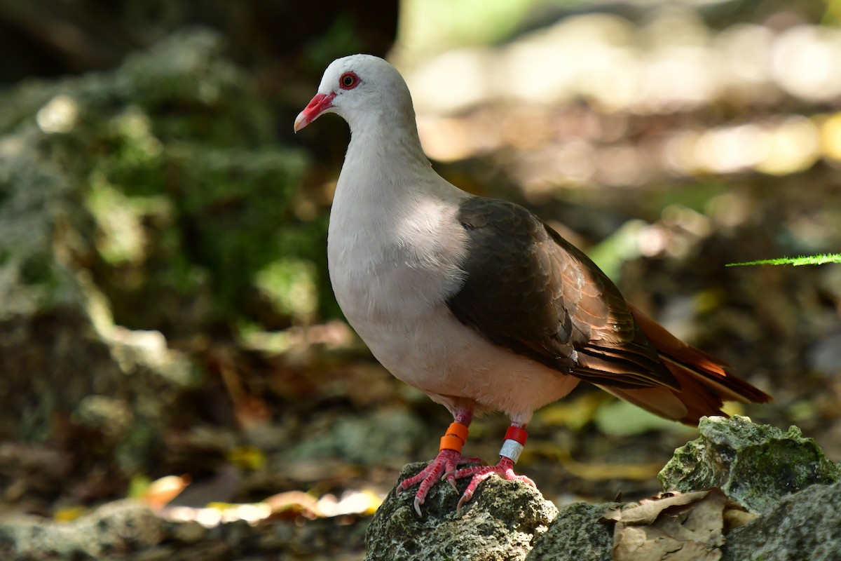 Pink Pigeon - ML642477935