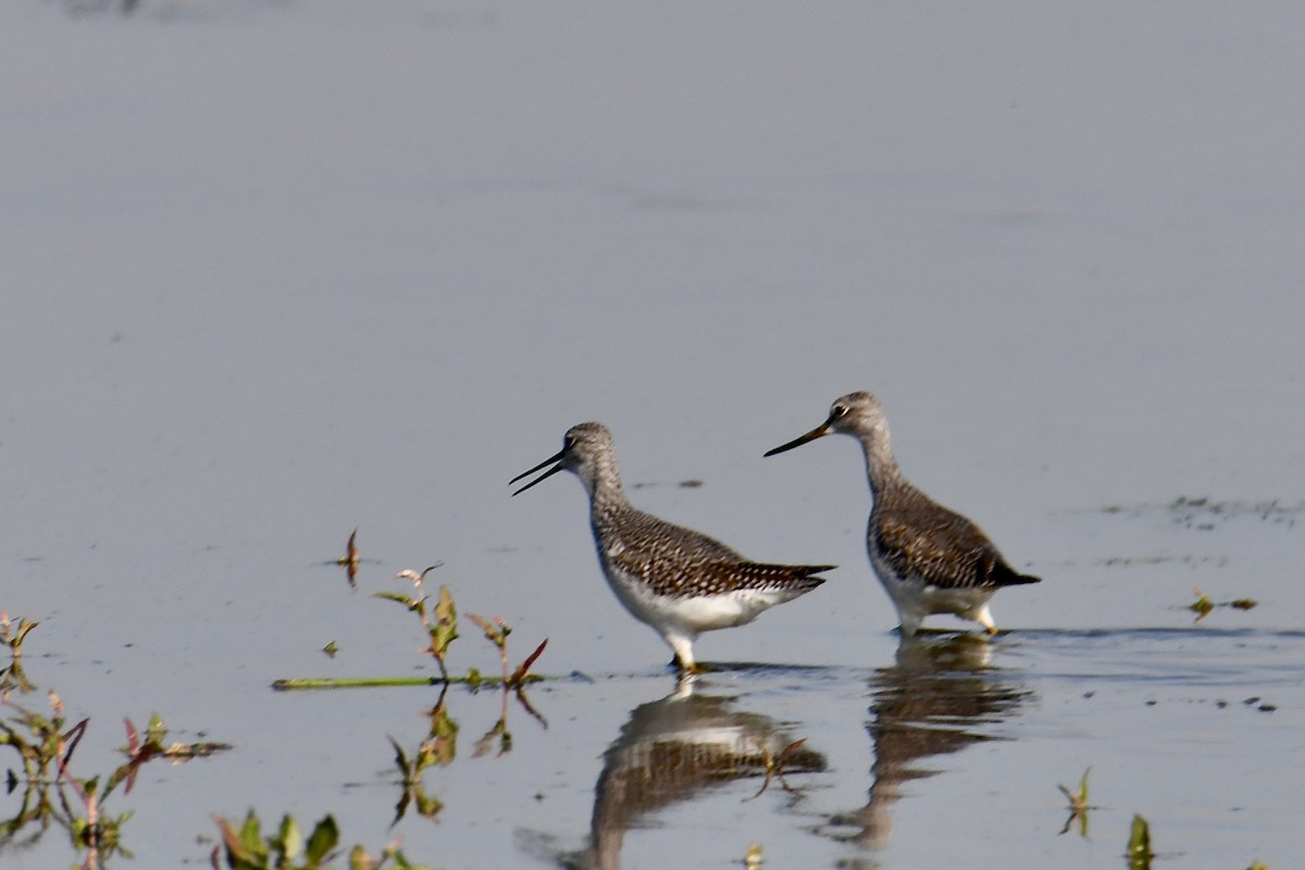 Greater Yellowlegs - ML642477942
