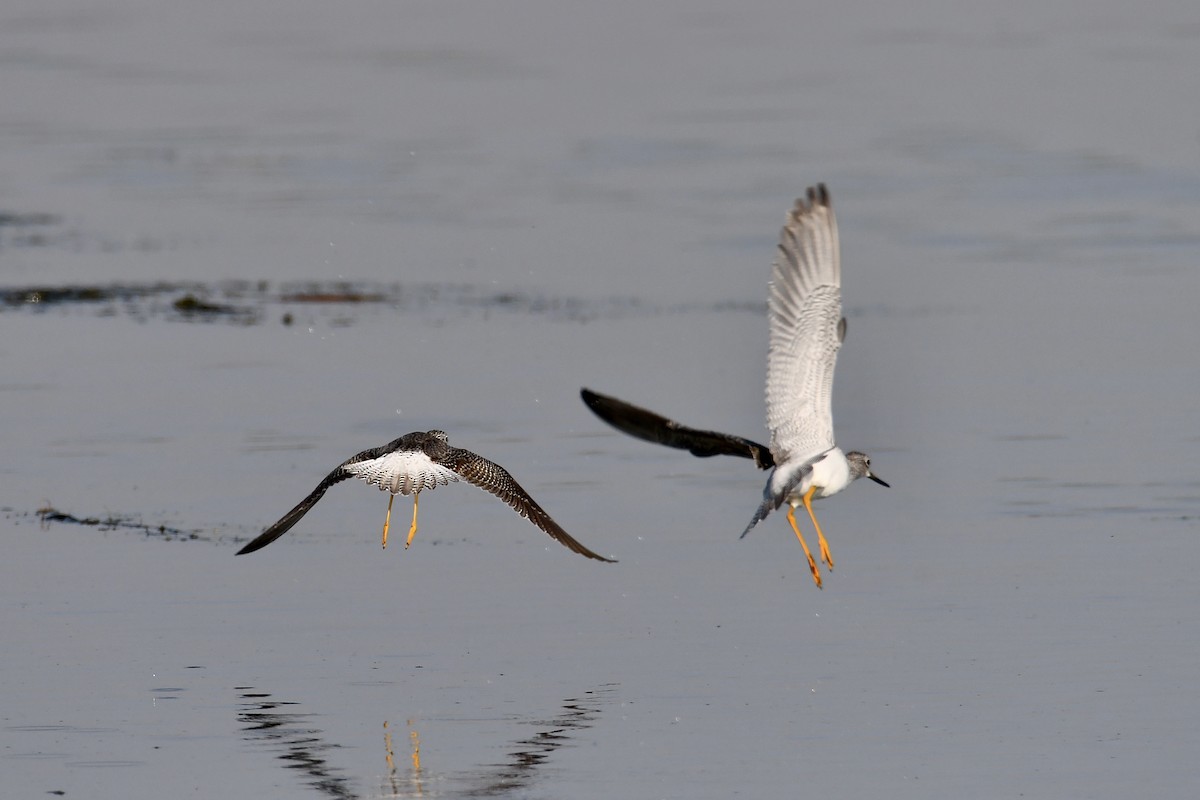 Greater Yellowlegs - ML642477944