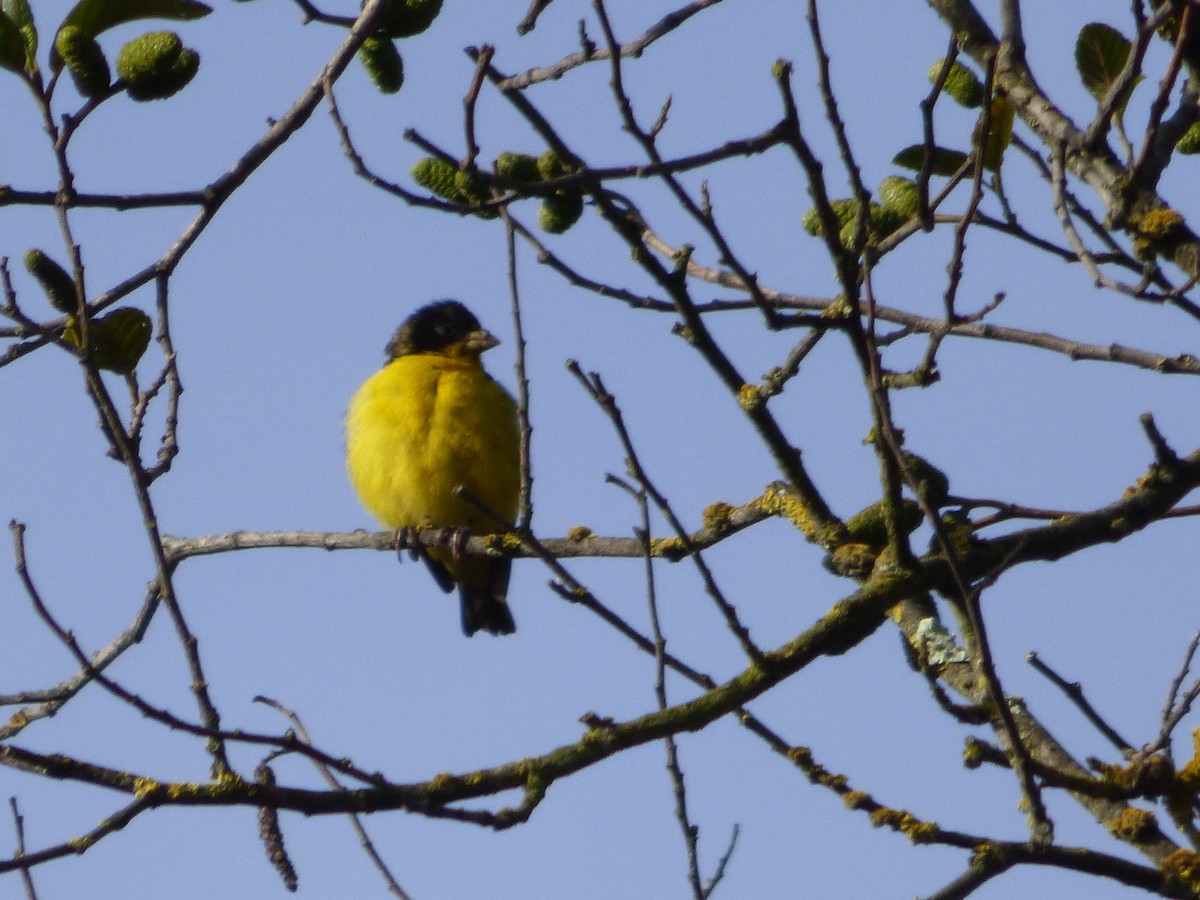 Lesser Goldfinch - ML642477945