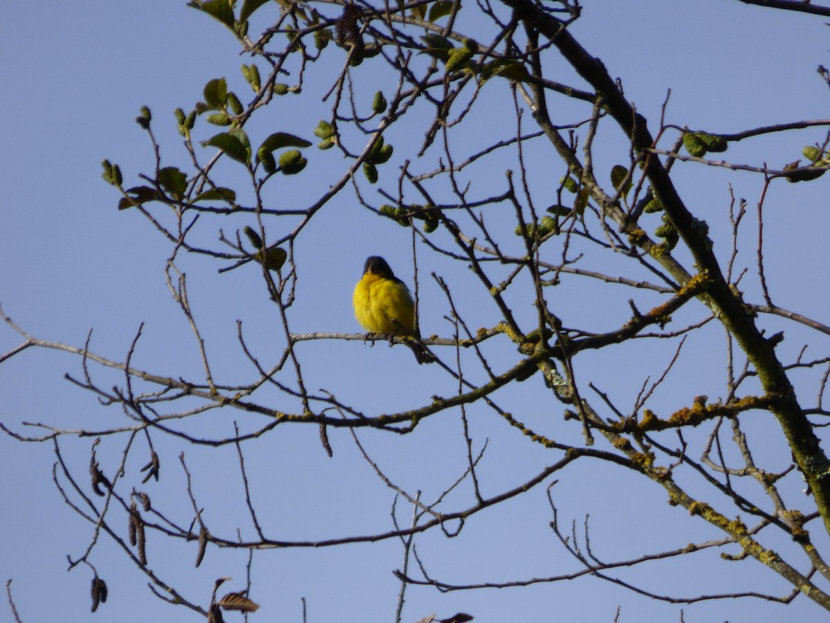 Lesser Goldfinch - ML642477965