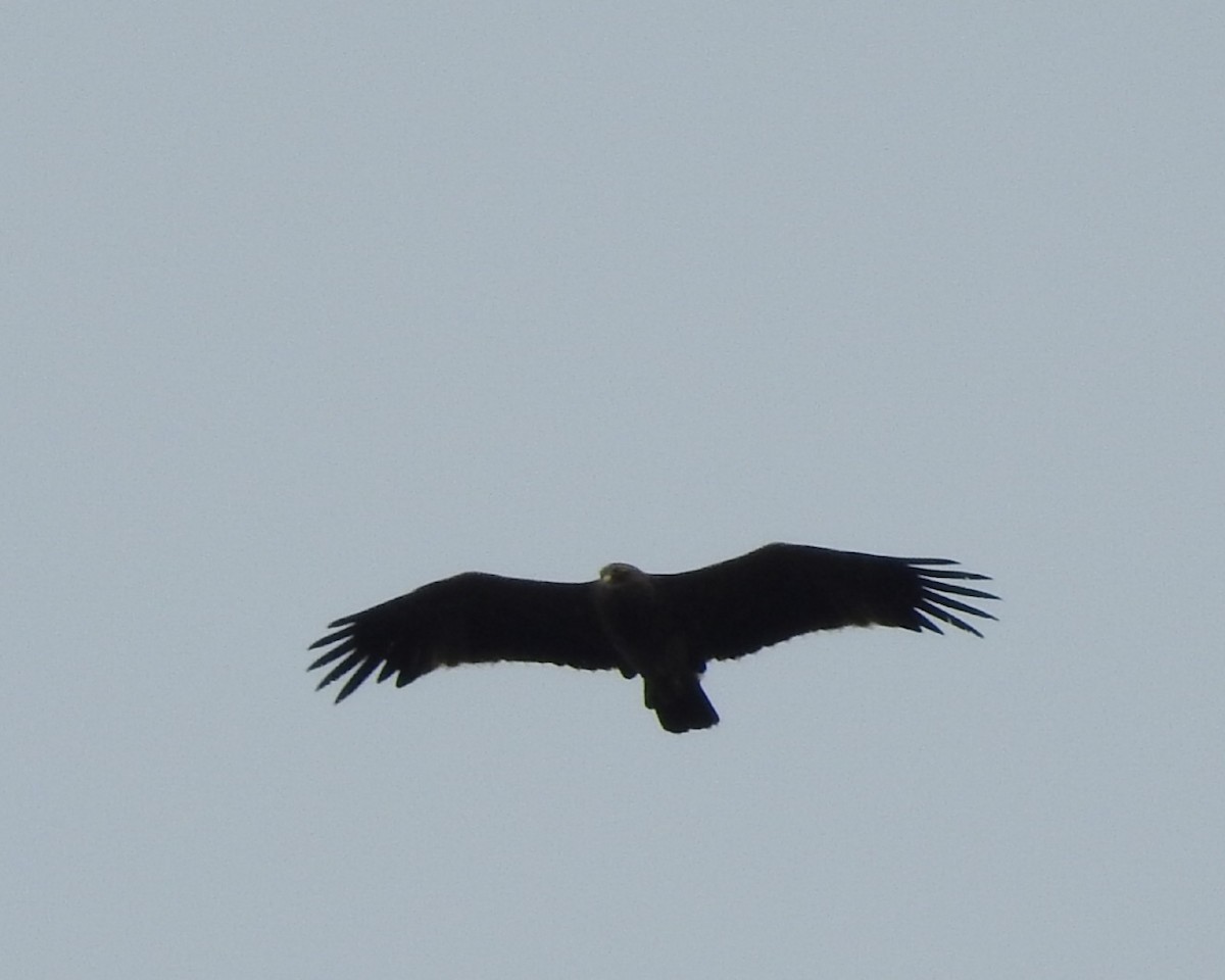 カタシロワシ - ML642477973