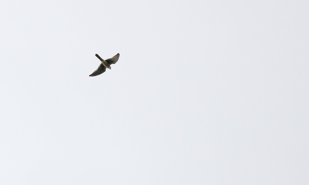 American Kestrel - ML642477979