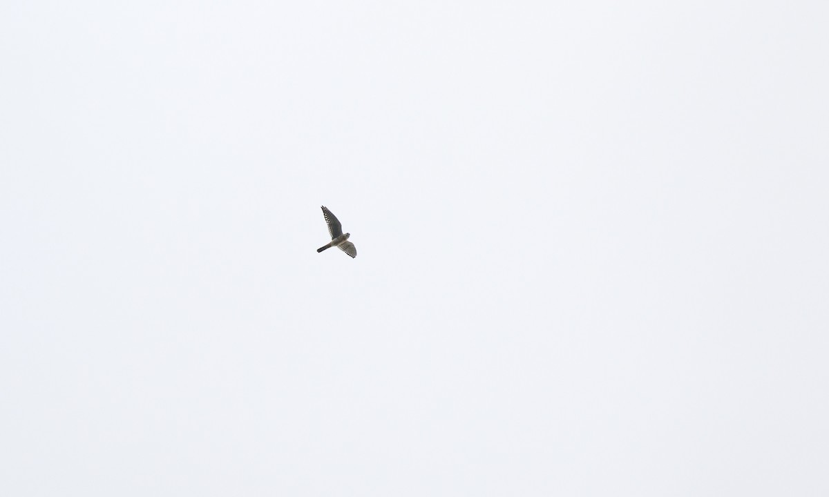 American Kestrel - ML642477982