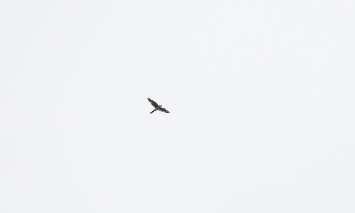 American Kestrel - ML642477991