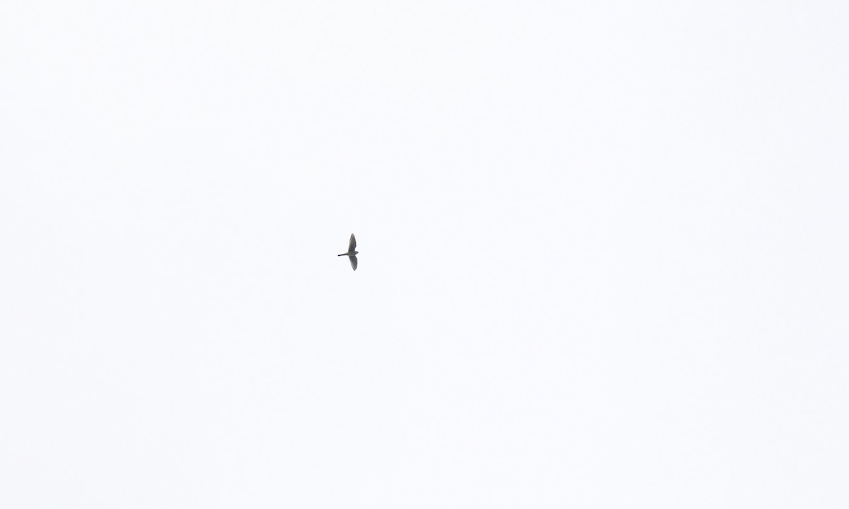 American Kestrel - ML642477996
